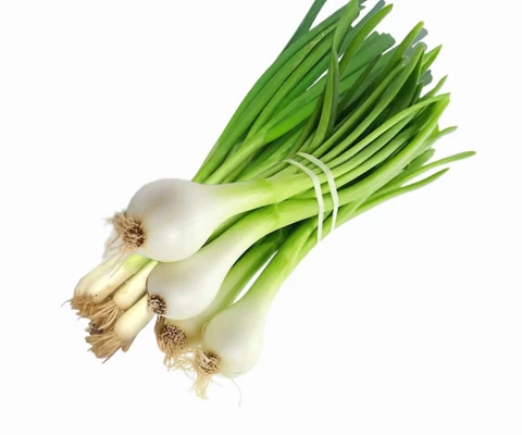 Yeşil Soğan